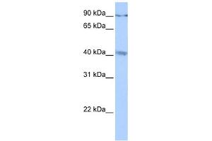 WB Suggested Anti-C19orf15 Antibody Titration:  0. (CATSPERG antibody  (C-Term))