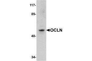 Western Blotting (WB) image for anti-Occludin (OCLN) (C-Term) antibody (ABIN1030558) (Occludin antibody  (C-Term))