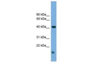 Image no. 1 for anti-Mitogen-Activated Protein Kinase 1 (MAPK1) (C-Term) antibody (ABIN6745514) (ERK2 antibody  (C-Term))