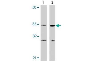 Western blot analysis of CASP4 in Ramos cells with CASP4 polyclonal antibody at (A) 0.