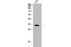 Western Blot analysis of NIH-3T3 cells using Cleaved-PAR-4 (G48) Polyclonal Antibody (F2RL3 antibody  (Cleaved-Gly48))