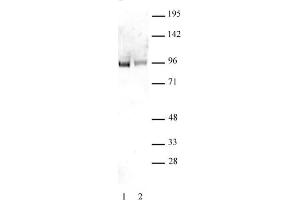 Sp1 non-phospho antibody tested by Western blot. (SP1 antibody  (non-phosphorylated, Ser101))