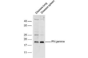 Diseased mouse lung and spleen lysates probed with Anti-IFN gamma Polyclonal Antibody  at 1:5000 90min in 37˚C. (Interferon gamma antibody  (AA 75-155))