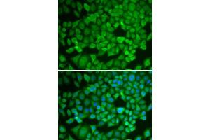 Immunofluorescence analysis of U2OS cells using NR0B1 antibody. (NR0B1 antibody  (AA 1-260))