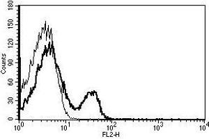 A typical staining pattern with the B-B20 monoclonal antibody of lymphocytes (CD40 antibody  (Biotin))