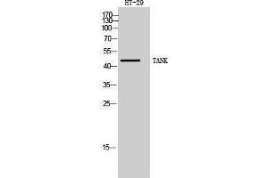 Western Blotting (WB) image for anti-TRAF Family Member-Associated NFKB Activator (TANK) (Internal Region) antibody (ABIN3187169)
