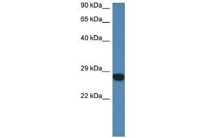 Western Blot showing Ccdc90b antibody used at a concentration of 1. (CCDC90B antibody  (N-Term))