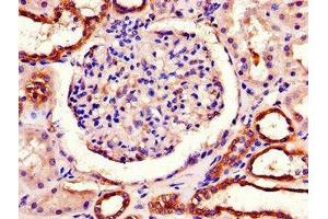 Immunohistochemistry of paraffin-embedded human kidney tissue using ABIN7163469 at dilution of 1:100