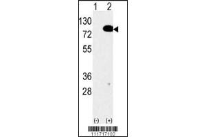 Western blot analysis of anti-EIF4B Antibody Pab in 293 cell line lysates transiently transfected with the EIF4B gene (2ug/lane).