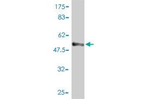 Syntaxin 6 antibody  (AA 1-255)