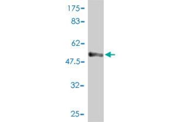 Syntaxin 6 antibody  (AA 1-255)