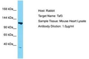 TAF3 anticorps  (AA 288-337)