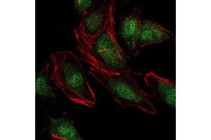 Immunofluorescence analysis of Hela cells using NEDD8 antibody (green). (NEDD8 antibody)