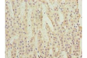Immunohistochemistry of paraffin-embedded human adrenal gland tissue using ABIN7174836 at dilution of 1:100