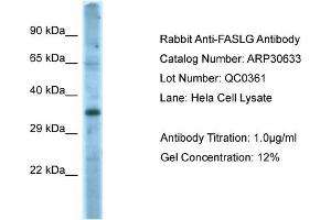WB Suggested Anti-FASLG Antibody   Titration: 1.