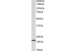 Western Blotting (WB) image for anti-Core-Binding Factor, beta Subunit (CBFB) (Internal Region) antibody (ABIN1590018)