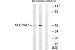 Western Blotting (WB) image for anti-Solute Carrier Family 39 (Zinc Transporter), Member 7 (SLC39A7) (AA 131-180) antibody (ABIN2890706) (SLC39A7 antibody  (AA 131-180))