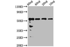 Western Blot Positive WB detected in Recombinant protein All lanes: rhoaa antibody at 2. (rho-Related GTP-Binding Protein RhoA-A (RHOAA) (AA 1-190) antibody)