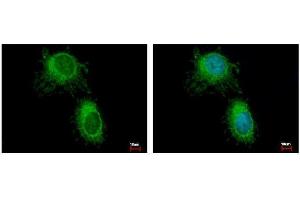 Immunofluorescence (IF) image for anti-Hydroxyacyl-CoA Dehydrogenase (HADH) antibody (ABIN2856051)