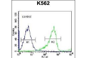 PCDHB14 Antibody (N-term) (ABIN656255 and ABIN2845571) flow cytometric analysis of K562 cells (right histogram) compared to a negative control cell (left histogram).