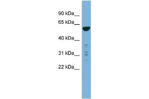WB Suggested Anti-PTDSS2  Antibody Titration: 0. (PTDSS2 antibody  (N-Term))