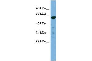 WB Suggested Anti-PTDSS2  Antibody Titration: 0.