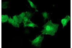 Immunofluorescence (IF) image for anti-V-Akt Murine Thymoma Viral Oncogene Homolog 1 (AKT1) antibody (ABIN1496557) (AKT1 antibody)