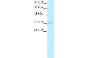 Human HepG2; WB Suggested Anti-POU1F1 Antibody Titration: 0. (POU1F1 antibody  (C-Term))