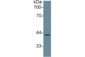 Rabbit Detection antibody from the kit in WB with Positive Control: Sample Human heart lysate. (LEFTY1 ELISA Kit)
