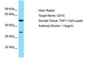 Image no. 1 for anti-T-cell surface glycoprotein CD1c (CD1C) (AA 227-276) antibody (ABIN6750498) (CD1c antibody  (AA 227-276))
