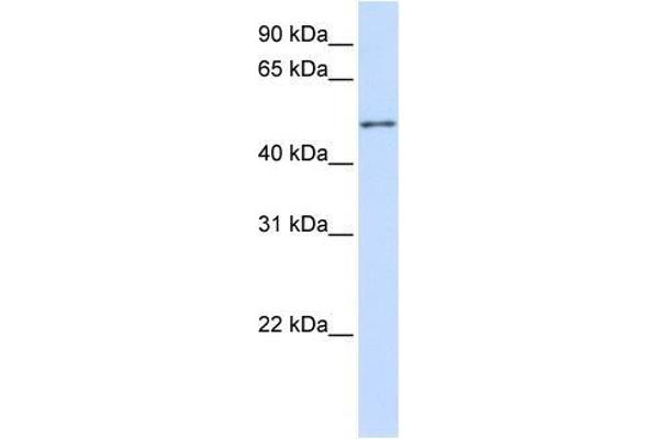 ZNF561 antibody  (C-Term)