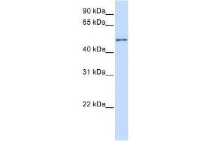 ZNF561 antibody used at 0. (ZNF561 antibody  (C-Term))