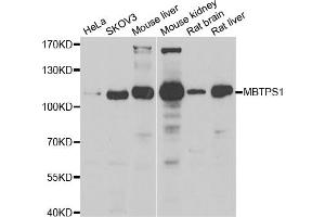 Western blot analysis of extracts of various cell lines, using MBTPS1 antibody (ABIN5974226) at 1/1000 dilution. (MBTPS1 antibody)