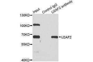 Immunoprecipitation (IP) image for anti-U2 Small Nuclear RNA Auxiliary Factor 2 (U2AF59) (AA 192-471) antibody (ABIN3015736)