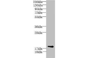 Western Blot All lanes: MORN5 antibody at 4 μg/mL + Mouse brain tissue Secondary Goat polyclonal to rabbit IgG at 1/10000 dilution Predicted band size: 19, 21 kDa Observed band size: 19 kDa (MORN5 antibody  (AA 1-161))