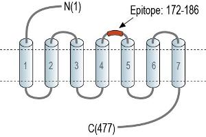 Representative domain view of the target of ABIN7884893.