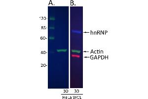 Western Blotting (WB) image for Donkey anti-Rabbit IgG (Heavy & Light Chain) antibody (DyLight 680) - Preadsorbed (ABIN7446399)