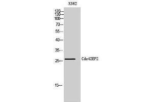 Western Blotting (WB) image for anti-CDC42 Effector Protein (Rho GTPase Binding) 2 (CDC42EP2) (N-Term) antibody (ABIN3183816) (CDC42EP2 antibody  (N-Term))