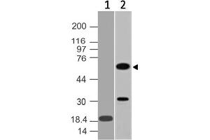 Image no. 1 for anti-Cell Division Cycle 25 Homolog A (S. Pombe) (CDC25A) (AA 190-484) antibody (ABIN5027105) (CDC25A antibody  (AA 190-484))