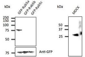 Anti-Rab5a Ab  at 1/500 dilution; 293 cells transfected with GFP-Rab5; at 50 µg per Iane; rabbit polvclonal to goat lgG (HRP) at L/IC,TO dilution;