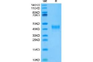 Mouse Siglec-3 on Tris-Bis PAGE under reduced condition. (CD33 Protein (CD33) (AA 18-240) (His tag))
