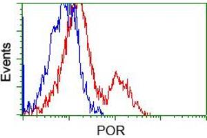 Image no. 4 for anti-P450 (Cytochrome) Oxidoreductase (POR) antibody (ABIN1497742) (POR antibody)