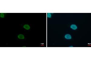 ICC/IF Image KLF4 antibody detects KLF4 protein at nucleus by immunofluorescent analysis. (KLF4 antibody)