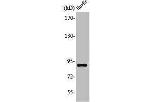 Western Blot analysis of HuvEc cells using LGR6 Polyclonal Antibody (LGR6 antibody  (Internal Region))