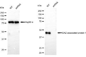 Western blotting analysis using DAZ associated protein 1 antibody (ABIN7798276).