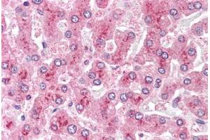 Human Liver: Formalin-Fixed, Paraffin-Embedded (FFPE) (GPC4 antibody  (N-Term))
