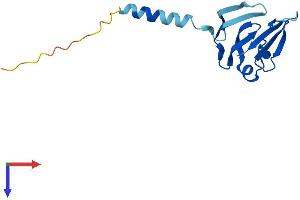Family with Sequence Similarity 19 (Chemokine (C-C Motif)-Like), Member A5 (FAM19A5) (AA 1-132) protein (His tag)