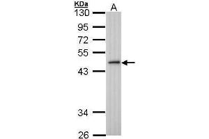 WB Image Sample (30 ug of whole cell lysate) A: H1299 10% SDS PAGE antibody diluted at 1:1000 (ING3 antibody)