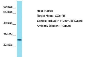 Host: Rabbit Target Name: CXORF48 Sample Tissue: Human HT1080 Whole Cell Antibody Dilution: 1ug/ml (CXorf48 antibody  (N-Term))