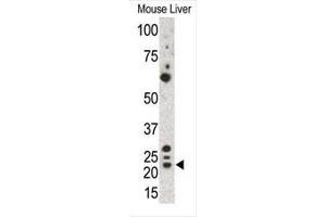 Western blot analysis of anti-Gremlin Pab in mouse liver cell lysate. (GREM1 antibody  (C-Term))